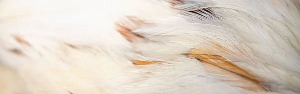 Primo Piano Piume Pollo Bianche Marroni Utilizzando Come Sfondo Pagina — Foto Stock