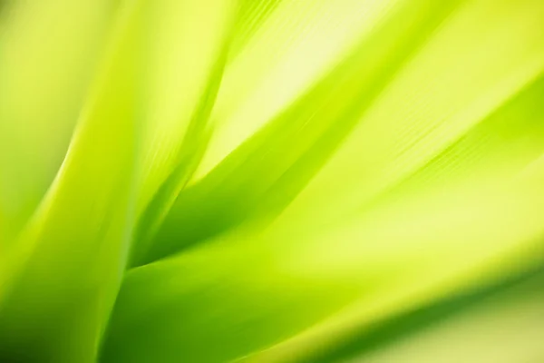 Abstrakcyjny Nieostry Rozmyty Zielony Liść Natura Tło Pod Słońcem Bokeh — Zdjęcie stockowe