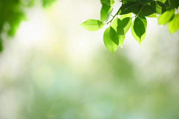 Bela Natureza Vista Folha Verde Fundo Vegetação Borrada Sob Luz — Fotografia de Stock