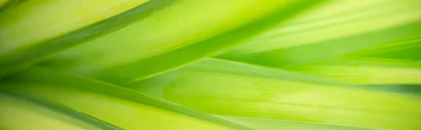 Résumé Flou Flou Fond Vert Feuille Nature Sous Lumière Soleil — Photo