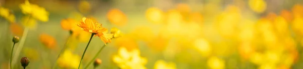 浅谈自然黄花在阳光下模糊的绿色背景下的闭合 并以自然植物景观 生态覆盖页面概念为背景复制空间 — 图库照片