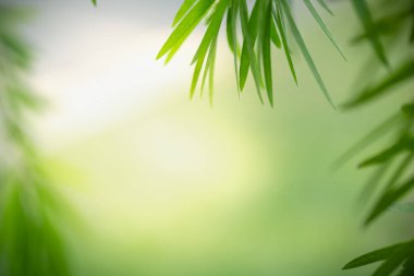 Güzel doğa manzaralı yeşil yaprak güneş ışığı altında bulanık yeşil arkaplan altında arka planda doğal bitkiler manzarası, ekoloji duvar kağıdı konsepti olarak kullanılarak fotokopi alanı.