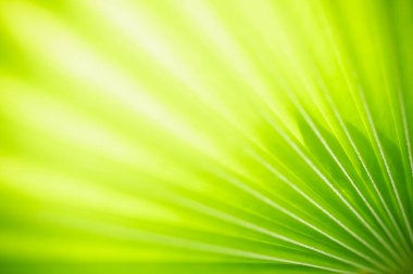 Özet bulanık ve bulanık yeşil yaprak arka plan güneş ışığı altında arka plan doğal bitki manzarası, ekoloji duvar kağıdı konsepti olarak kullanılarak bokeh ve kopyalama alanı altında.