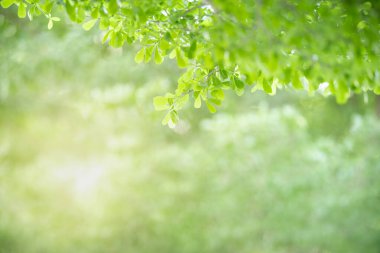 Güzel doğa manzaralı yeşil yaprak güneş ışığı altında bulanık yeşil arkaplan altında arka planda doğal bitkiler manzarası, ekoloji duvar kağıdı konsepti olarak kullanılarak fotokopi alanı.