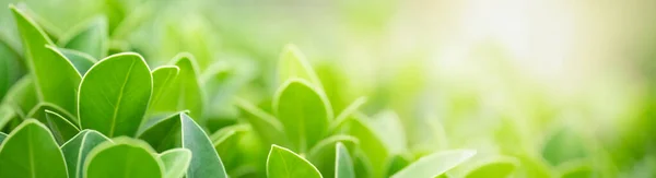 Крупним Планом Зелене Листя Природи Розмитому Зеленому Фоні Саду Боке — стокове фото