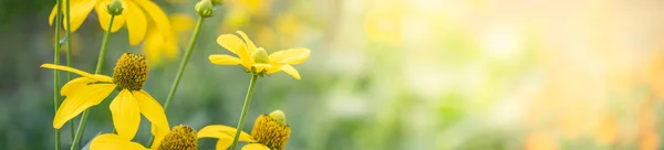 Крупним Планом Жовта Квітка Розмитому Фоні Герена Під Сонячним Світлом — стокове фото