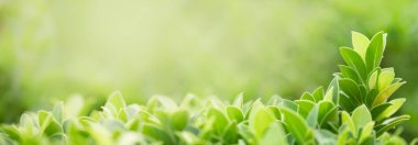 Arkaplan kapağı konseptini kullanarak bokeh ve kopya alanı ile bulanık yeşillik arkaplanı üzerindeki yeşil doğa yaprağının kapatılması.