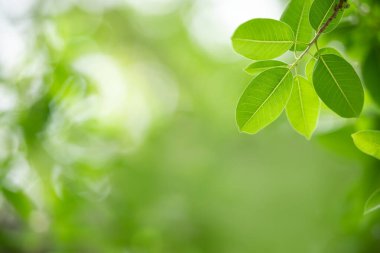 Güzel doğa manzaralı yeşil yaprak güneş ışığı altında bulanık yeşil arkaplan altında arka planda doğal bitkiler manzarası, ekoloji duvar kağıdı konsepti olarak kullanılarak fotokopi alanı.