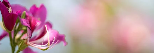 Крупним Планом Пилок Рожевої Квітки Використовуючи Фон Природні Рослини Концепція — стокове фото