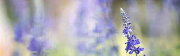 Крупним Планом Фіолетова Квітка Лаванда Розмитому Фоні Герена Під Сонячним — стокове фото