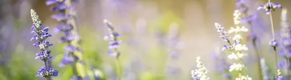 Крупним Планом Фіолетова Квітка Лаванда Розмитому Фоні Герена Під Сонячним — стокове фото