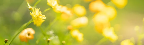 Closeup Amarelo Cosmos Flor Fundo Folha Verde Borrada Sob Luz — Fotografia de Stock