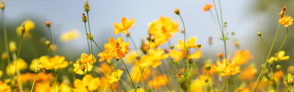 Closeup of yellow Cosmos flower on blurred green leaf background under sunlight with copy space using as background natural flora landscape, ecology cover page concept.
