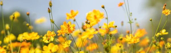 Close Van Gele Cosmos Bloem Wazig Groen Blad Achtergrond Onder — Stockfoto