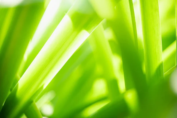 Абстракция Размыта Зеленый Лист Природы Используя Качестве Фона Натуральные Растения — стоковое фото
