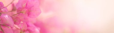 Arka plan olarak kullanılan pembe Bougainvillea çiçeğinin yakın plan doğal bitki örtüsü, ekoloji kapak sayfası konsepti.