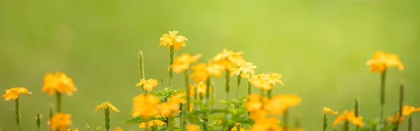 Close Van Gele Bloem Wazig Groene Achtergrond Onder Zonlicht Met — Stockfoto