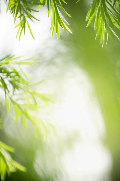 Abstrakt Suddig Gröna Blad Natur Med Som Bakgrund Naturliga Växter — Stockfoto