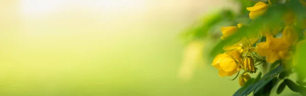 Крупним Планом Жовта Квітка Розмитому Фоні Герена Під Сонячним Світлом — стокове фото