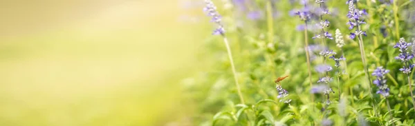 Вид Помаранчеву Бабка Фіолетову Квітку Лаванда Зеленою Природою Розмитий Фон — стокове фото