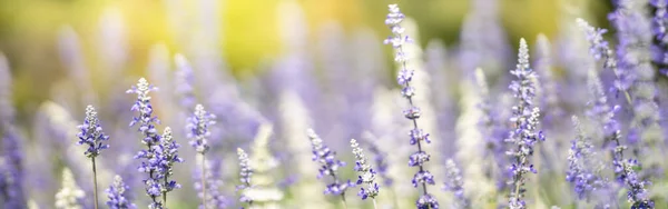 背景自然植物の風景として使用するコピースペースと太陽の下でぼやけた緑の背景に紫色のラベンダーの花の閉鎖 生態系の表紙の概念 — ストック写真