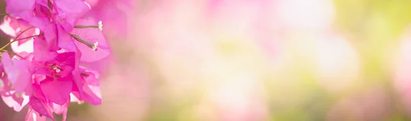 Крупним Планом Рожева Квітка Бугенвіля Використовується Фон Рослин Природної Флори — стокове фото