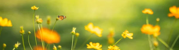 Вид Помаранчевого Метелика Молоду Жовту Квітку Зеленою Природою Розмитий Фон — стокове фото