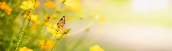 View Orange Butterfly Yellow Flower Green Nature Blurred Background Copy — Zdjęcie stockowe