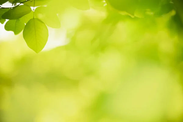 Vacker Natur Utsikt Grönt Löv Suddig Grönska Bakgrund Solljus Med — Stockfoto