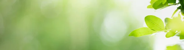 Closeup Green Nature Leaf Blurred Greenery Background Garden Bokeh Copy — Stock Photo, Image