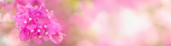 Крупним Планом Рожева Квітка Бугенвіля Використовується Фон Рослин Природної Флори — стокове фото