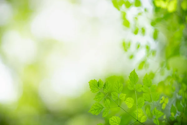 Schöne Natur Ansicht Grünes Blatt Auf Verschwommenem Grün Hintergrund Unter — Stockfoto