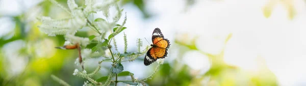 Vue Papillon Orange Sur Fleur Blanche Avec Fond Vert Nature — Photo