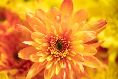 Arka plan olarak doğal bitki örtüsü, ekoloji kapak sayfası kavramını kullanan turuncu ve sarı annelerin yakın plan fotoğrafı.