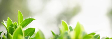 Arka plan kapağı konseptini kullanarak bokeh ve kopya alanı ile bahçedeki bulanık yeşillik arkaplanı üzerindeki yeşil doğa yaprağının kapatılması.