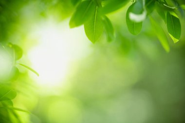 Güzel doğa manzaralı yeşil yaprak güneş ışığı altında bulanık yeşil arkaplan altında arka planda doğal bitkiler manzarası, ekoloji duvar kağıdı konsepti olarak kullanılarak fotokopi alanı.