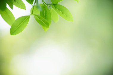 Güzel doğa manzaralı yeşil yaprak güneş ışığı altında bulanık yeşil arkaplan altında arka planda doğal bitkiler manzarası, ekoloji duvar kağıdı konsepti olarak kullanılarak fotokopi alanı.