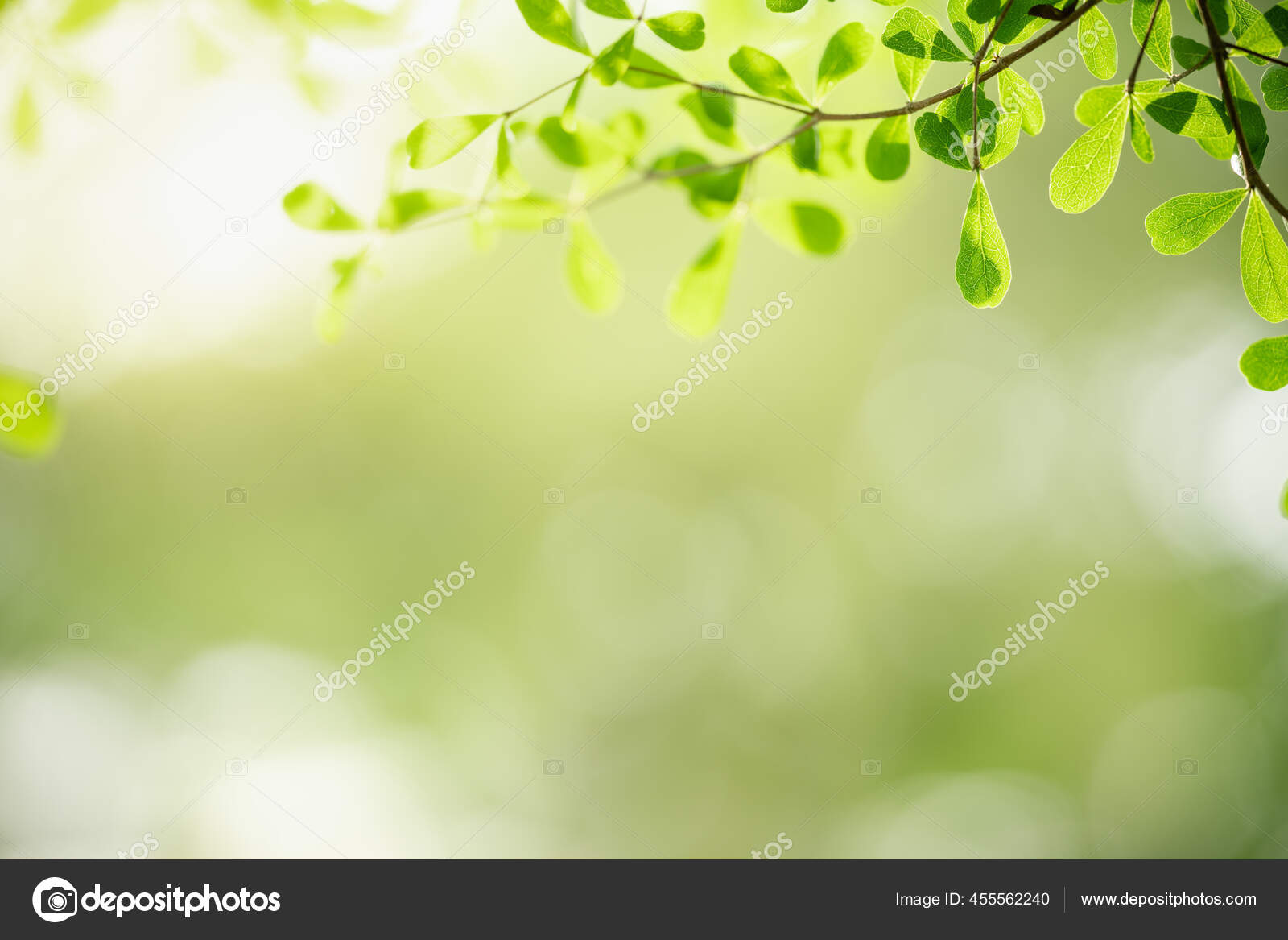 Gensidig Latter aktivering Smuk Natur Udsigt Grønt Blad Sløret Grønne Baggrund Sollys Med — Stock-foto  © thipsorn@hotmail.com #455562240
