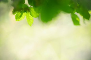 Güzel doğa manzaralı yeşil yaprak güneş ışığı altında bulanık yeşil arkaplan altında arka planda doğal bitkiler manzarası, ekoloji duvar kağıdı konsepti olarak kullanılarak fotokopi alanı.