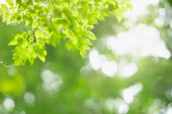 Schöne Natur Ansicht Grünes Blatt Auf Verschwommenem Grün Hintergrund Unter — Stockfoto