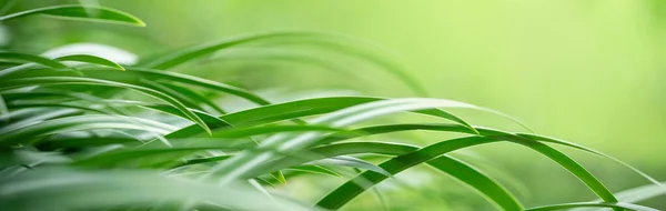 Крупный План Красивого Вида Природу Зеленый Лист Размытом Зеленом Фоне — стоковое фото