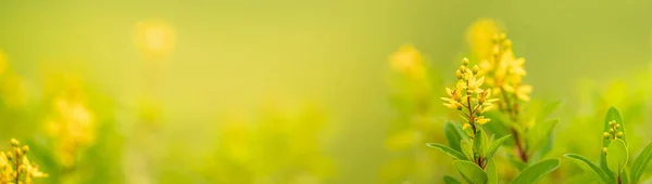 Крупним Планом Міні Жовта Квітка Під Сонячним Світлом Використанням Простору — стокове фото