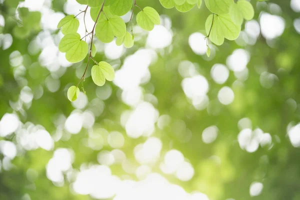 Beautiful Nature View Green Leaf Blurred Greenery Background Sunlight Bokeh — Stock Photo, Image