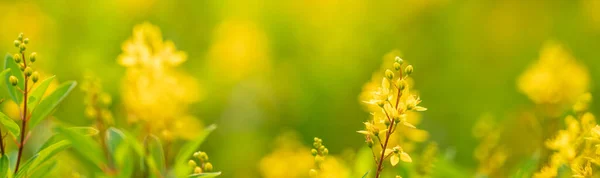 Крупним Планом Міні Жовта Квітка Під Сонячним Світлом Використанням Простору — стокове фото