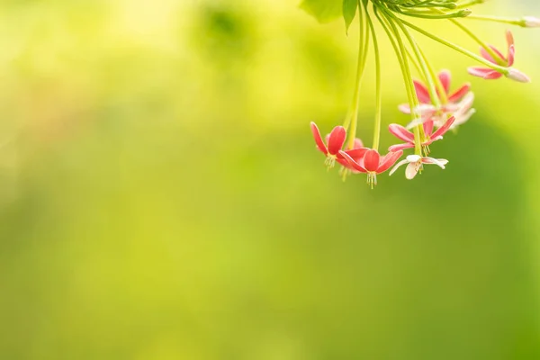Крупним Планом Червоно Рожева Квітка Розмитому Зеленому Тлі Використовуючи Фон — стокове фото