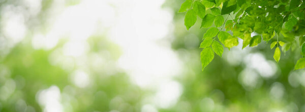 Крупный план красивого вида на природу зеленый лист на размытом зеленом фоне в саду с копировальным пространством, используя в качестве концепции обложки.