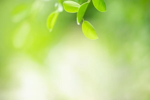 Hermosa Vista Naturaleza Hoja Verde Sobre Fondo Vegetación Borrosa Bajo —  Fotos de Stock