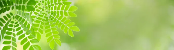 Primer Plano Hermosa Vista Naturaleza Hoja Verde Sobre Fondo Vegetación —  Fotos de Stock