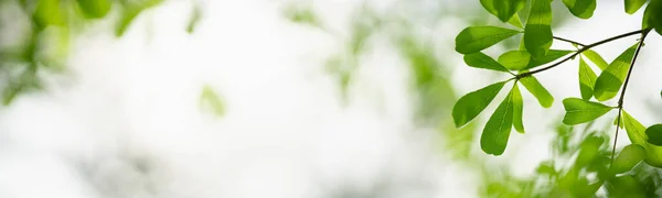 Primer Plano Hermosa Vista Naturaleza Hoja Verde Sobre Fondo Vegetación —  Fotos de Stock