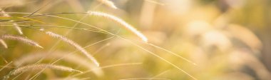 Güzel doğa manzarasını kapat güneş ışığı altında çimen çiçeği ve arka plan olarak doğal bitki manzarası, taze ekoloji örtüsü konsepti kullanarak uzayı kopyala.